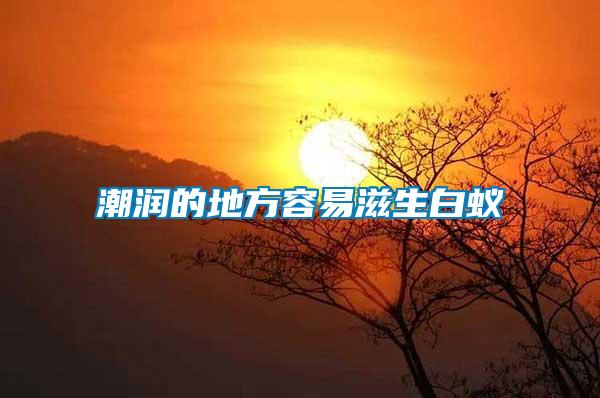 潮潤(rùn)的地方容易滋生白蟻