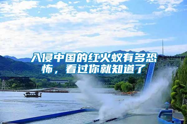 入侵中國的紅火蟻有多恐怖，看過你就知道了