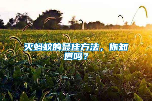 滅螞蟻的最佳方法，你知道嗎？