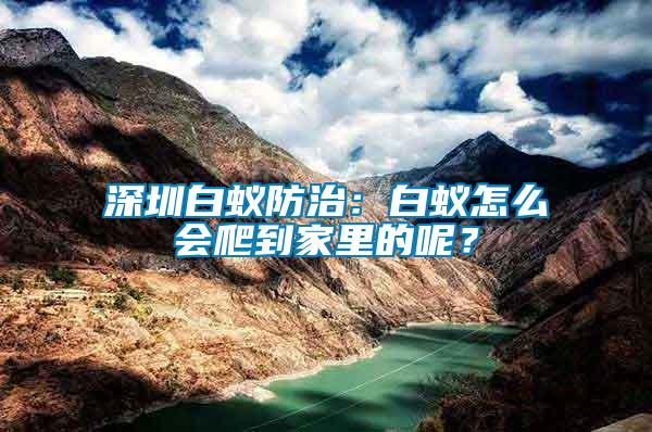 深圳白蟻防治：白蟻怎么會爬到家里的呢？