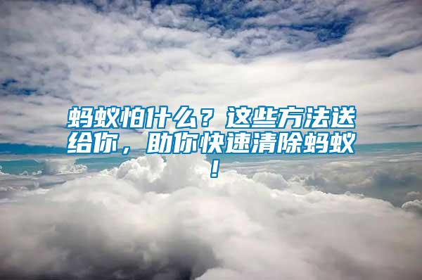 螞蟻怕什么？這些方法送給你，助你快速清除螞蟻！