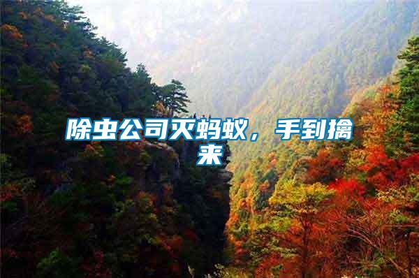 除蟲公司滅螞蟻，手到擒來