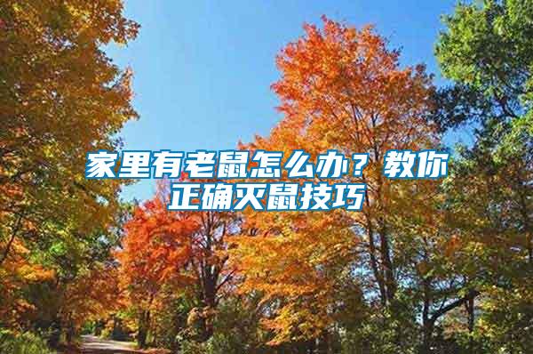 家里有老鼠怎么辦？教你正確滅鼠技巧