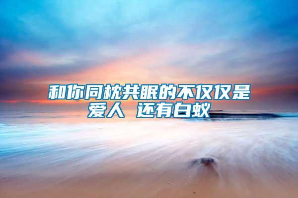 和你同枕共眠的不僅僅是愛(ài)人 還有白蟻