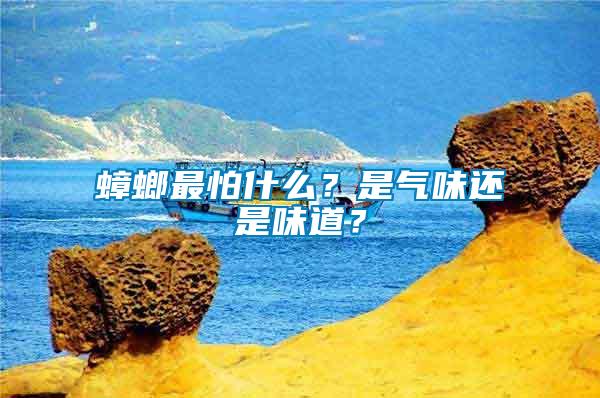 蟑螂最怕什么？是氣味還是味道？