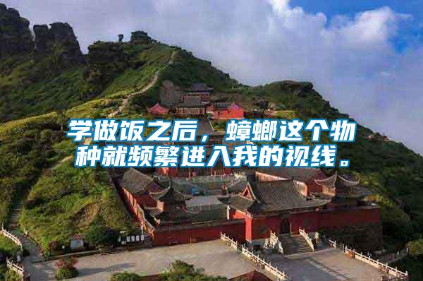學做飯之后，蟑螂這個物種就頻繁進入我的視線。