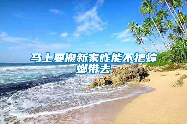 馬上要搬新家咋能不把蟑螂帶去
