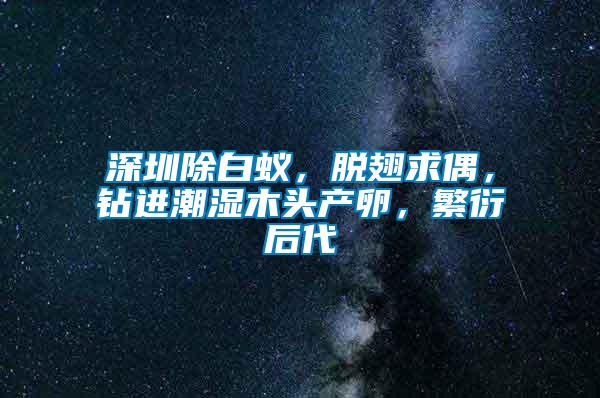 深圳除白蟻，脫翅求偶，鉆進(jìn)潮濕木頭產(chǎn)卵，繁衍后代
