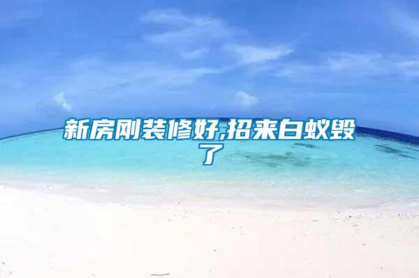 新房剛裝修好,招來白蟻毀了