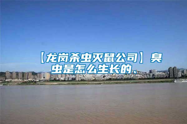 【龍崗殺蟲滅鼠公司】臭蟲是怎么生長(zhǎng)的、