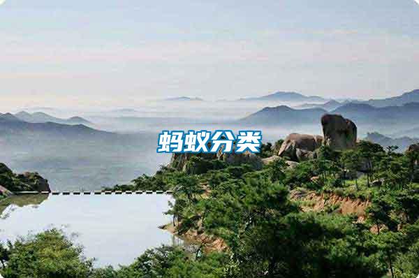 螞蟻分類(lèi)