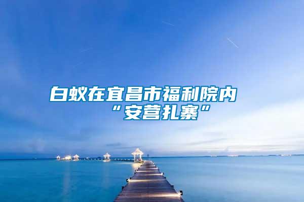 白蟻在宜昌市福利院內(nèi)“安營(yíng)扎寨”