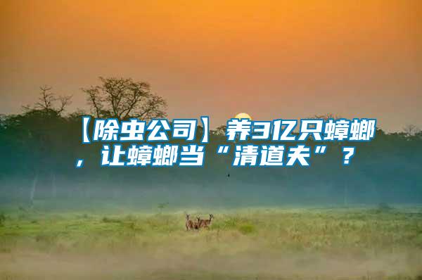 【除蟲公司】養(yǎng)3億只蟑螂，讓蟑螂當“清道夫”？