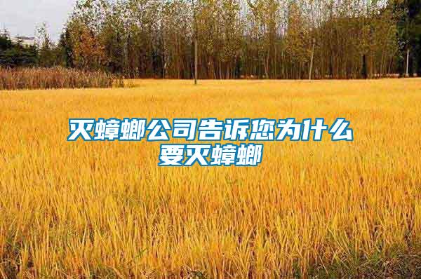 滅蟑螂公司告訴您為什么要滅蟑螂
