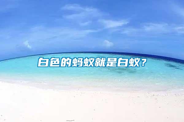 白色的螞蟻就是白蟻？