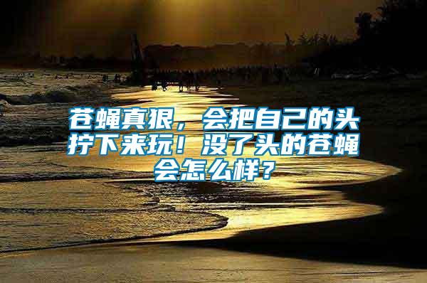 蒼蠅真狠，會把自己的頭擰下來玩！沒了頭的蒼蠅會怎么樣？