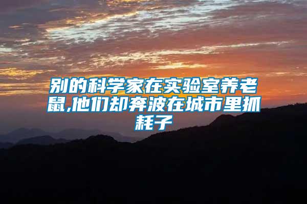 別的科學家在實驗室養(yǎng)老鼠,他們卻奔波在城市里抓耗子