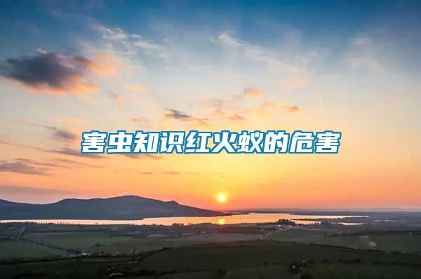 害蟲知識紅火蟻的危害