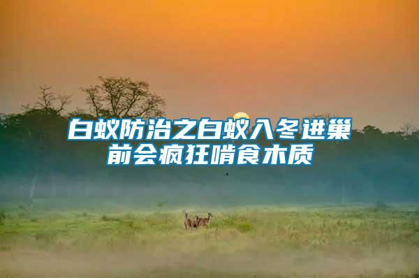 白蟻防治之白蟻入冬進巢前會瘋狂啃食木質(zhì)