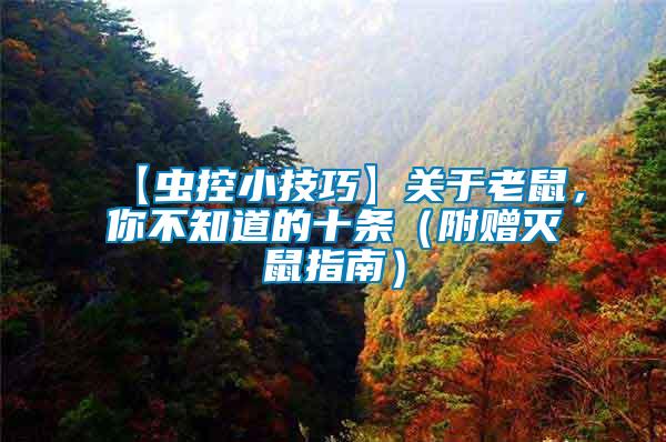【蟲控小技巧】關(guān)于老鼠，你不知道的十條（附贈(zèng)滅鼠指南）