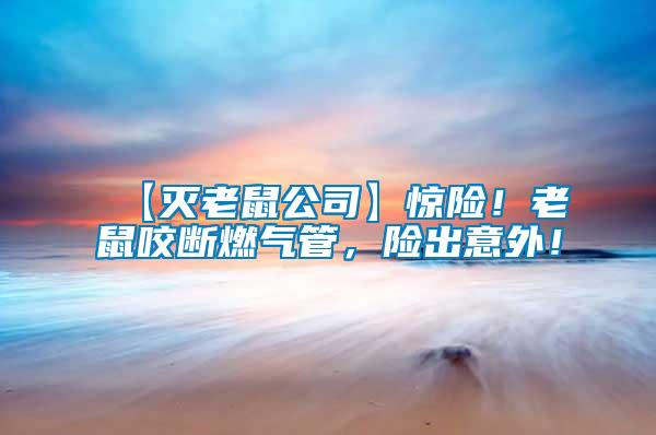 【滅老鼠公司】驚險！老鼠咬斷燃氣管，險出意外！