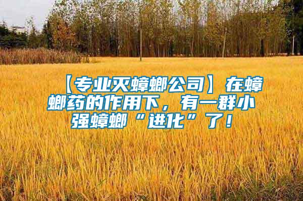【專業(yè)滅蟑螂公司】在蟑螂藥的作用下，有一群小強(qiáng)蟑螂“進(jìn)化”了！