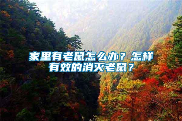 家里有老鼠怎么辦？怎樣有效的消滅老鼠？