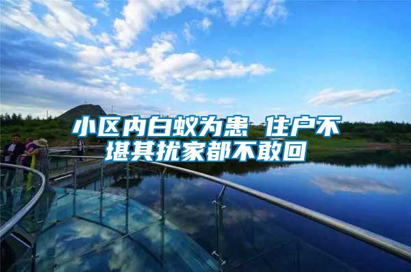小區(qū)內(nèi)白蟻為患 住戶不堪其擾家都不敢回