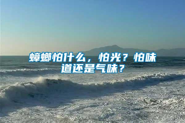蟑螂怕什么，怕光？怕味道還是氣味？