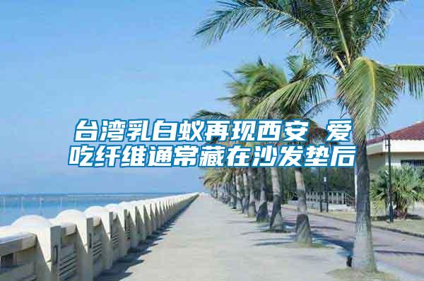 臺(tái)灣乳白蟻再現(xiàn)西安 愛(ài)吃纖維通常藏在沙發(fā)墊后