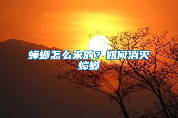 蟑螂怎么來的？如何消滅蟑螂