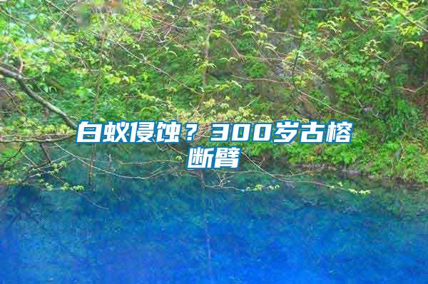 白蟻侵蝕？300歲古榕斷臂