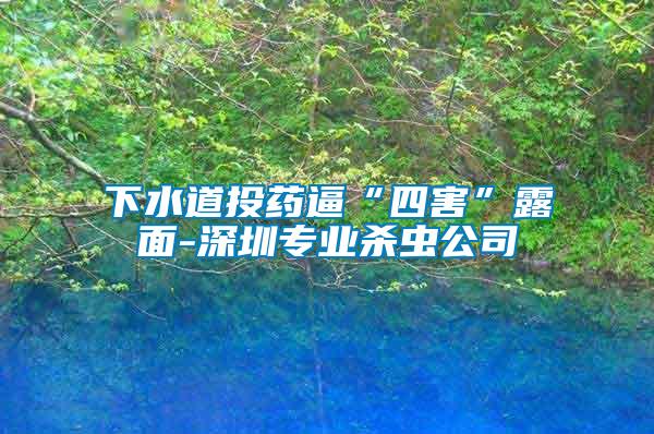 下水道投藥逼“四害”露面-深圳專(zhuān)業(yè)殺蟲(chóng)公司