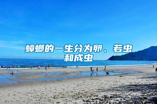 蟑螂的一生分為卵、若蟲和成蟲
