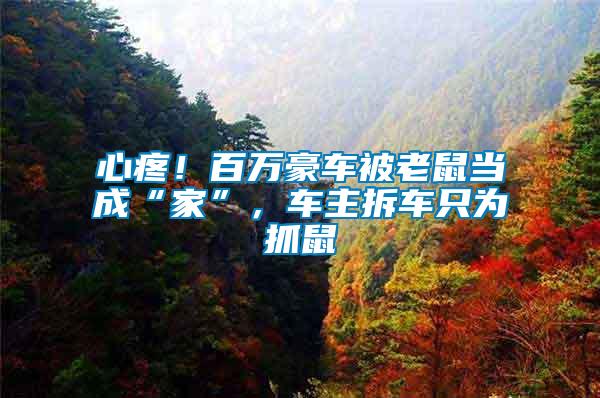 心疼！百萬(wàn)豪車被老鼠當(dāng)成“家”，車主拆車只為抓鼠