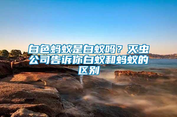 白色螞蟻是白蟻嗎？滅蟲公司告訴你白蟻和螞蟻的區(qū)別