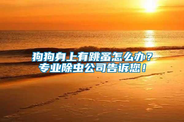 狗狗身上有跳蚤怎么辦？專業(yè)除蟲公司告訴您！