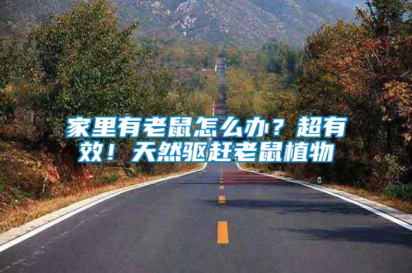 家里有老鼠怎么辦？超有效！天然驅(qū)趕老鼠植物