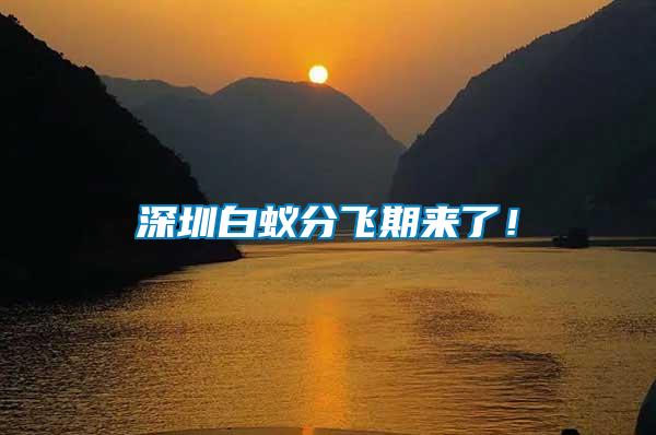 深圳白蟻分飛期來了！