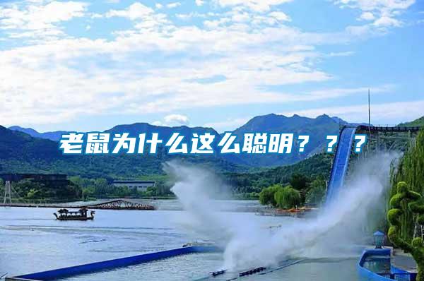 老鼠為什么這么聰明？？？