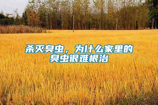 殺滅臭蟲，為什么家里的臭蟲很難根治