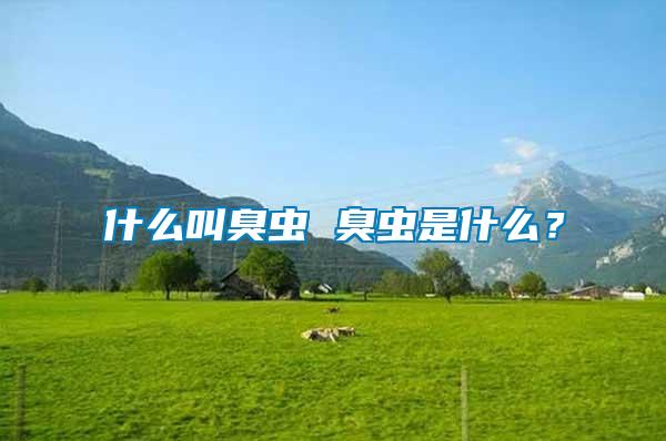 什么叫臭蟲 臭蟲是什么？