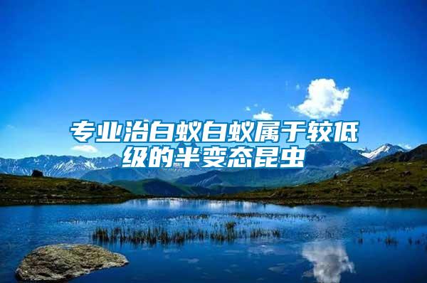 專業(yè)治白蟻白蟻屬于較低級(jí)的半變態(tài)昆蟲