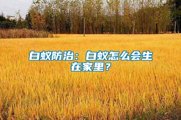 白蟻防治：白蟻怎么會(huì)生在家里？