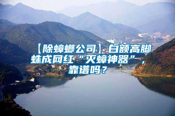 【除蟑螂公司】白額高腳蛛成網(wǎng)紅“滅蟑神器”，靠譜嗎？