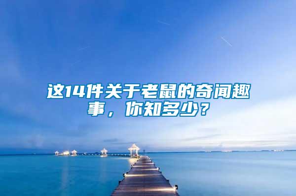 這14件關(guān)于老鼠的奇聞趣事，你知多少？