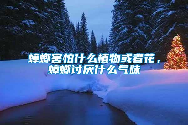蟑螂害怕什么植物或者花，蟑螂討厭什么氣味