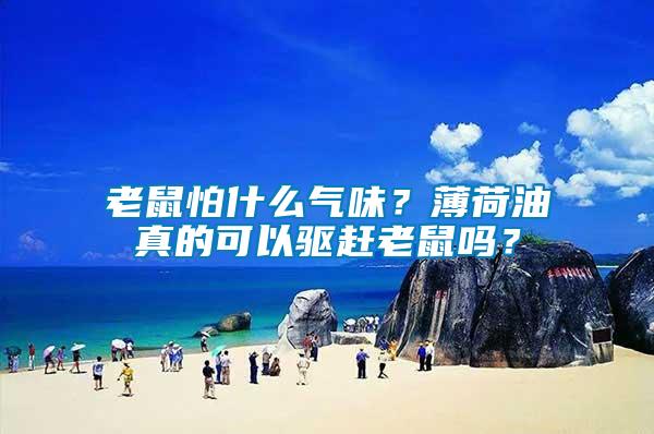 老鼠怕什么氣味？薄荷油真的可以驅(qū)趕老鼠嗎？