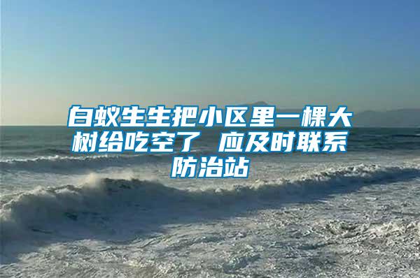 白蟻生生把小區(qū)里一棵大樹給吃空了 應及時聯系防治站