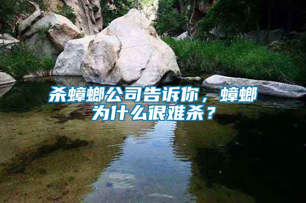 殺蟑螂公司告訴你，蟑螂為什么很難殺？